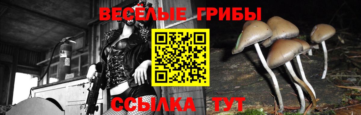 что такое наркотик  Галлюциногенные грибы GOLDEN TEACHER  Вход с VPN  Удомля 